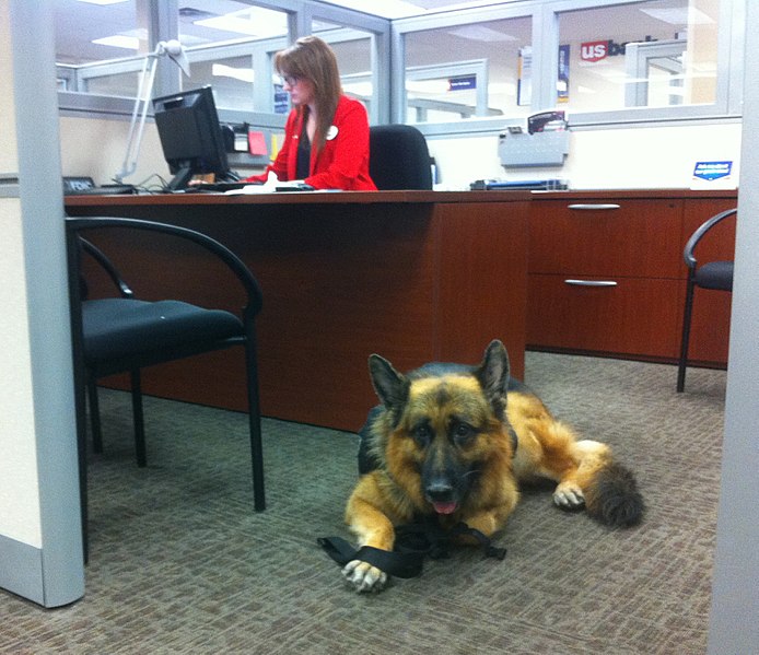 File:Service Dog at the bank.jpg