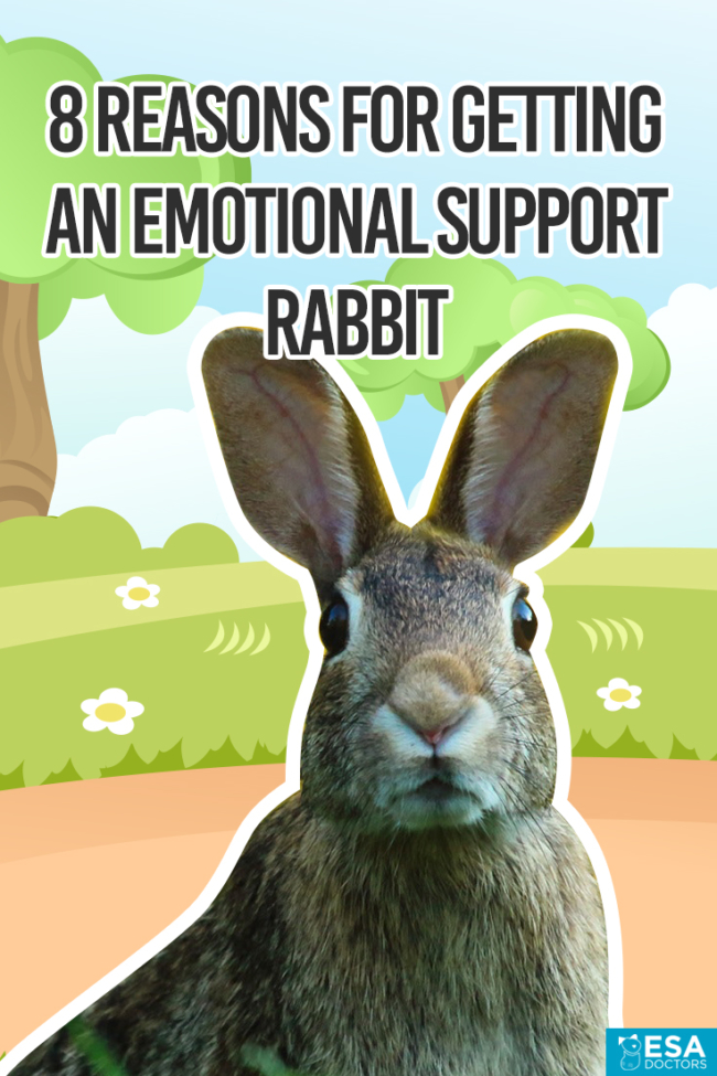 Qualify for an emotional support rabbit letter below.