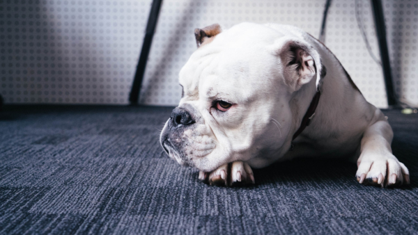 Why Are Emotional Support Animals and Psychiatric Service Dogs Allowed Inside Airplanes?