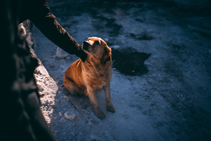 Top 12 Most Affectionate Dog Breeds for Emotional Support