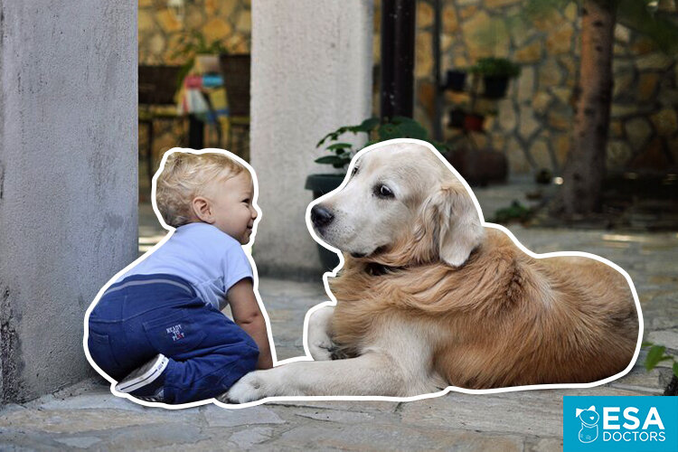 Autism emotional support dog