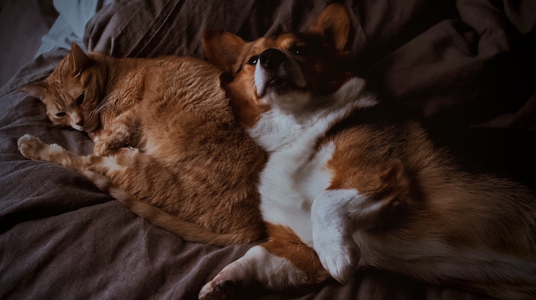 Dogs, cats, and mini horses MUST be accepted on flights if they are an ESA.