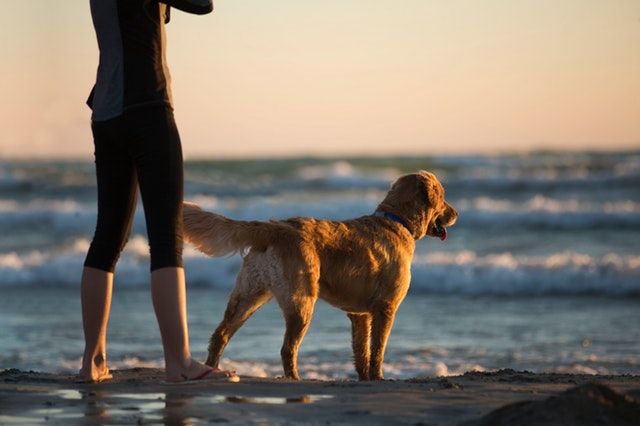 Can I Have Emotional Support Animals in Florida Condos?