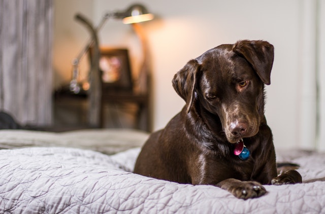 Emotional support animal owners can live in "no-pets" condos and apartments without paying additional pet fees or deposits.