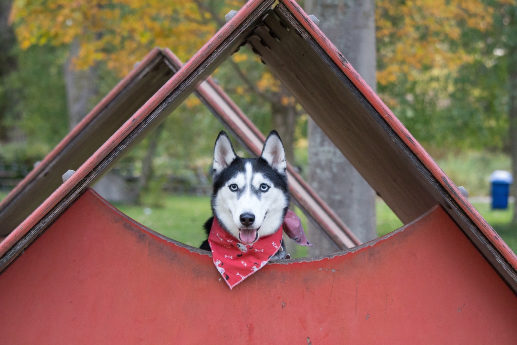 Emotional support animals are allowed to stay in housing with no-pets policy. - ESADoctors