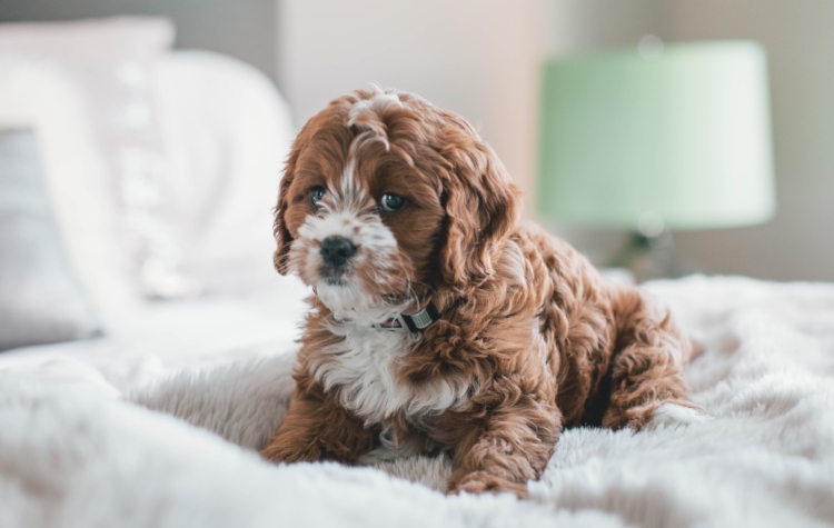 If you have an emotional support animal, you are allowed to live in government housing with your ESA.