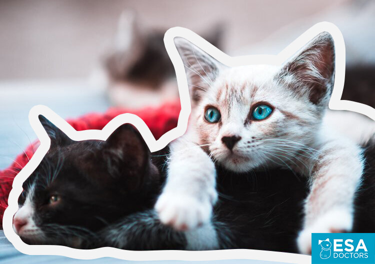 6 Best Cat Breeds for Emotional Support