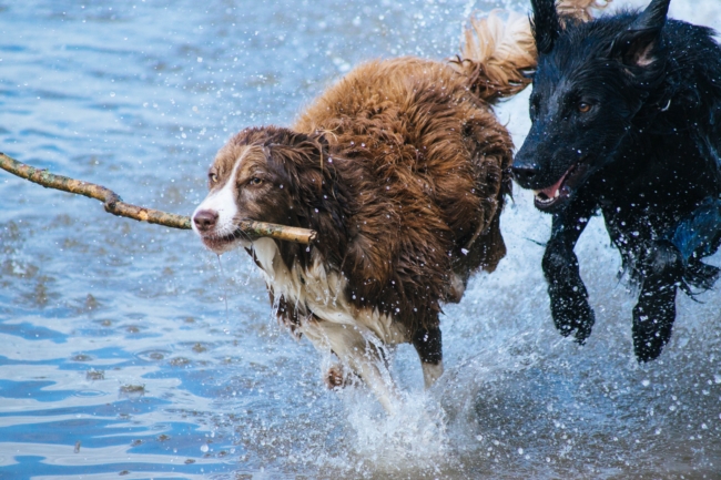 Do I Need an ESA Letter or a Service Dog Certification?