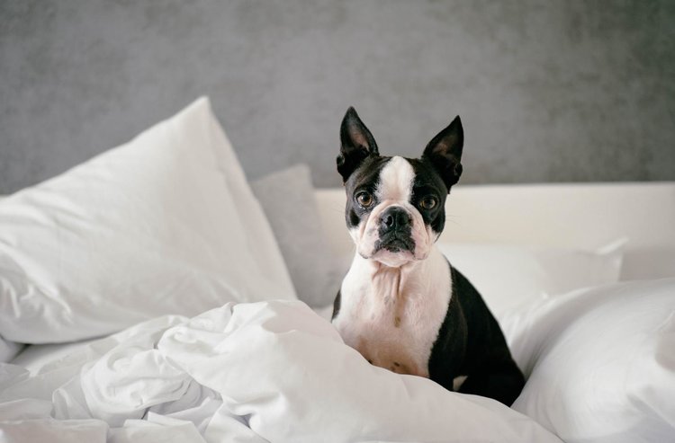 An ESA letter is valid at "no-pets" apartments. - ESA Doctors