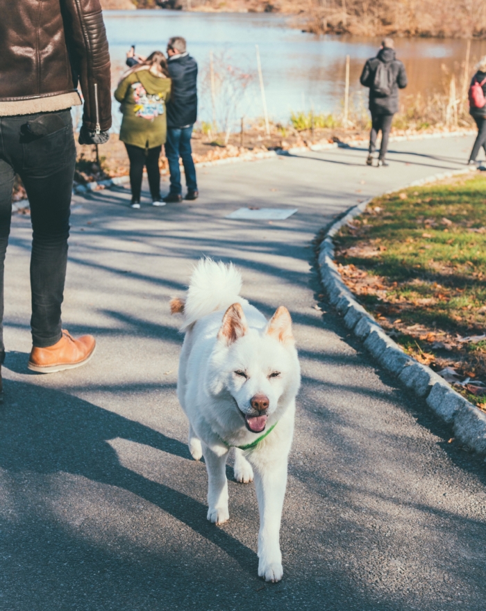 Emotional support animal owners have rights that allow their animals to live with them, even if Co-op rules do not allow pets in the building.