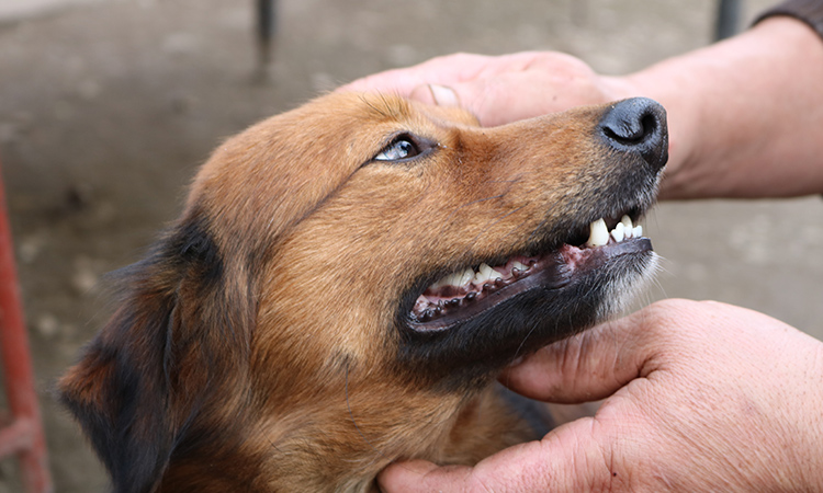 An ESA letter is for individuals who believe an animal helps alleviate symptoms of mental health impairment. - ESA Doctors