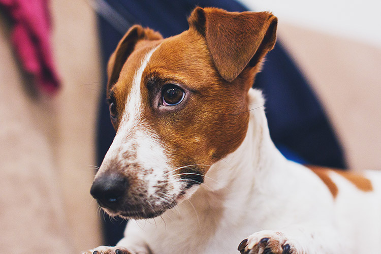 The unconditional love and loyalty of an emotional support animal may help to break symptoms of OCD. - ESADoctors