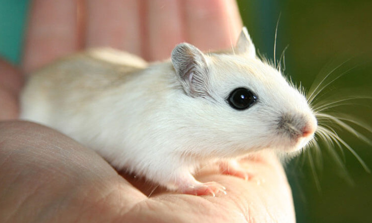 The tiny, cute gerbil loves social interaction, a trait that is often an advantage for emotional support animals. - ESA Doctors