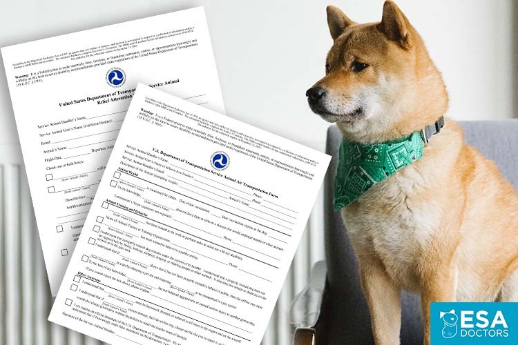 How to Fill out the DOT Service Animal Air Transportation Form to Fly With Your Service Dog