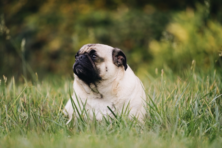 A landlord cannot place a weight restriction on an ESA, but it must be reasonable. This means a horse cannot be your ESA in an apartment.