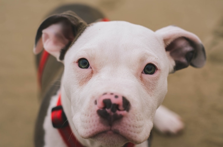 No more Pit Bull bans. Categorical bans on dog breeds are not allowed.