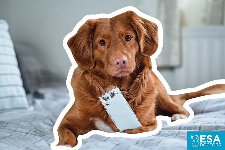 Psychiatric service dog with PSD letter