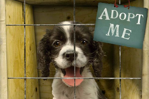 Top Animal Rescues and Shelters in California