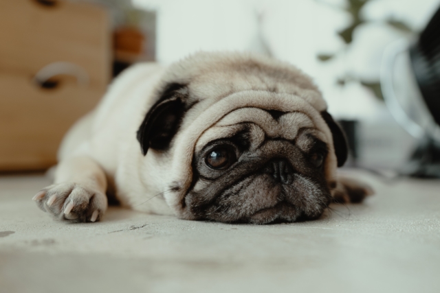 A landlord cannot deny an ESA simply because they do not allow pets.