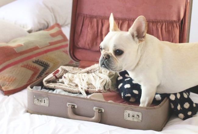 When flying with a dog in-cabin make sure to prepare beforehand so that your flight is stress-free and smooth.
