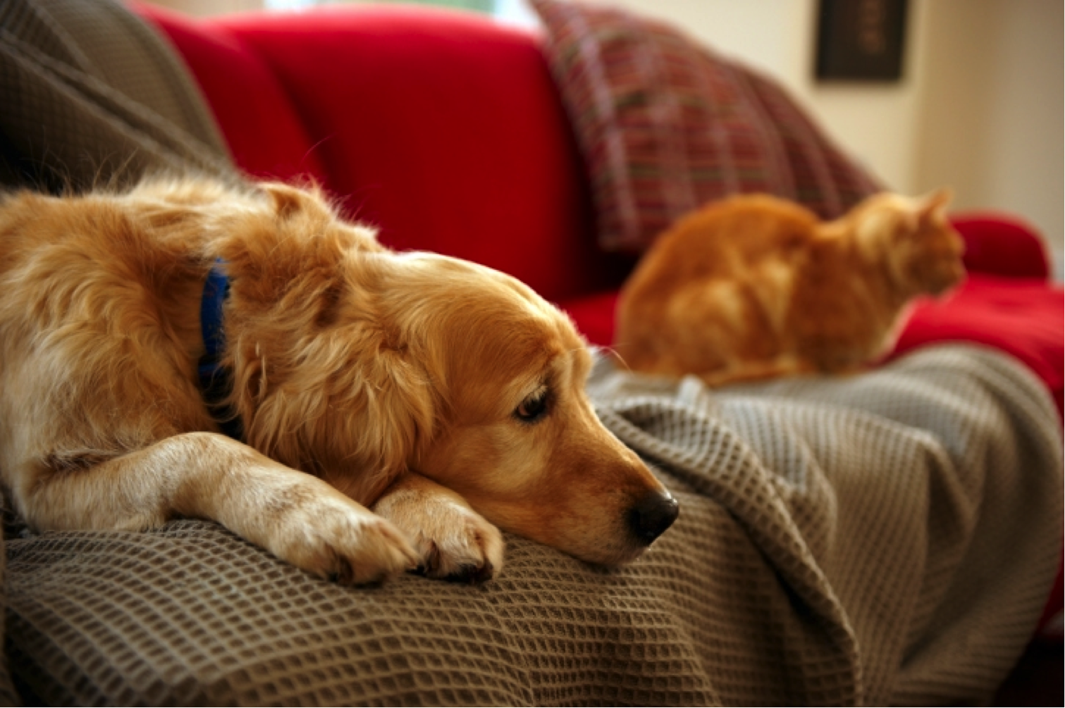 Emotional Support Animal Requirements