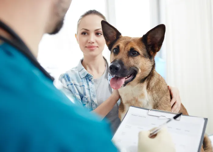 Best Pet Health Insurance Providers