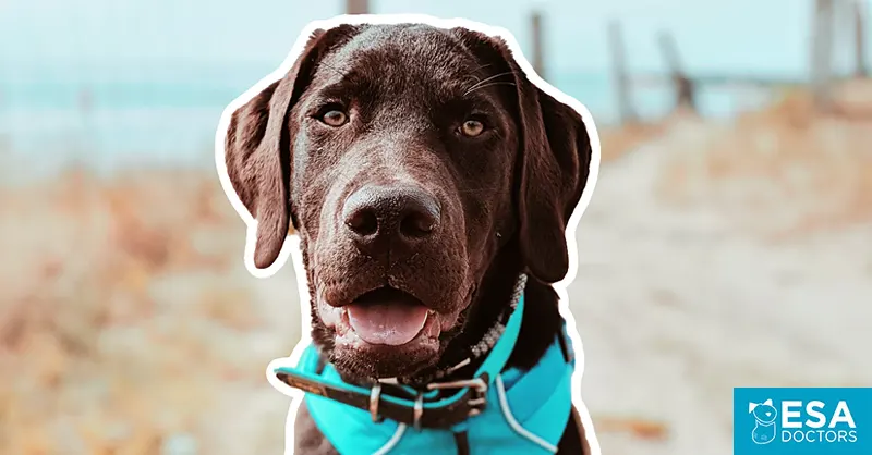 Best Breeds for Emotional Support Animals - ESA Doctors