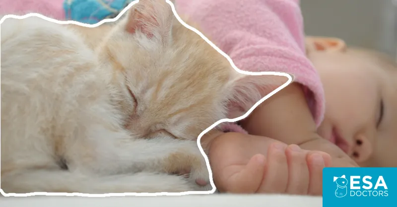 Cats and Toddlers