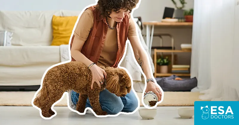 Ways to Feel Confident When Hiring a Pet Sitter
