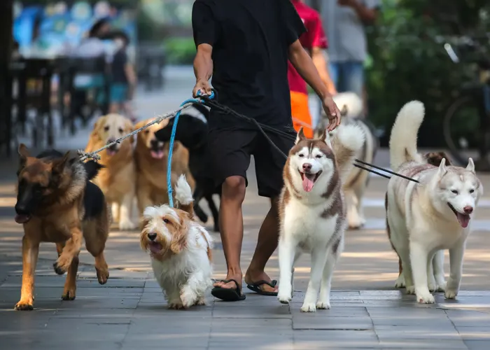 Ways to Feel Confident When Hiring a Pet Sitter