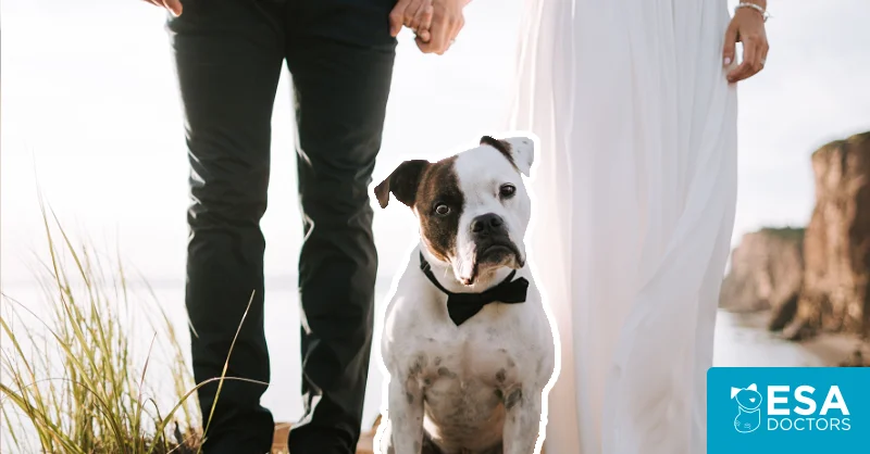 Dog Adoptions vs Weddings