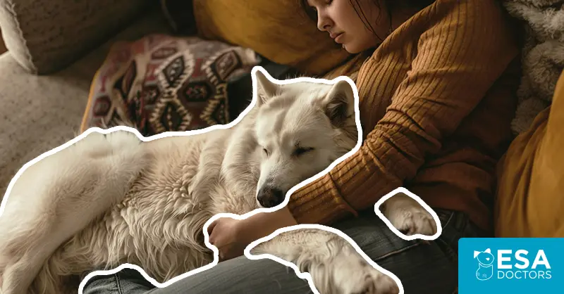 Can an Emotional Support Animal Help With My Anxiety?
