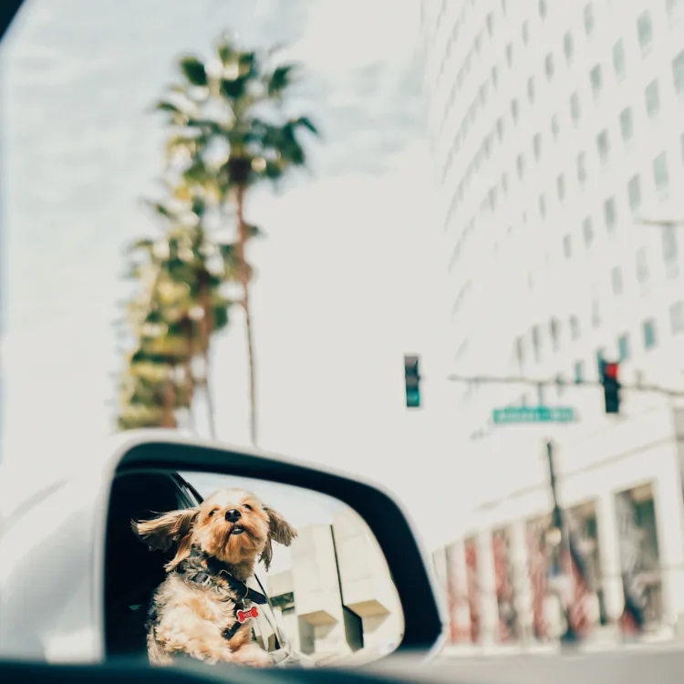 You can get your ESA letter online or in person, but make sure that you are getting your ESA letter from a California licensed mental health professional. - ESA Doctors