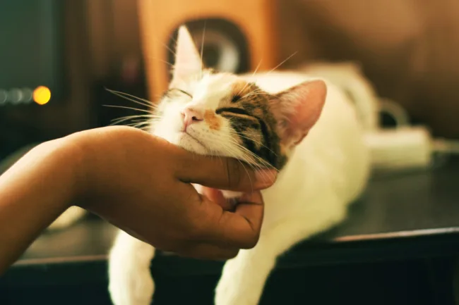 An emotional support cats at home with their owner