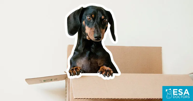 What to Do if You’re Moving with an Emotional Support Dog - ESA Doctors