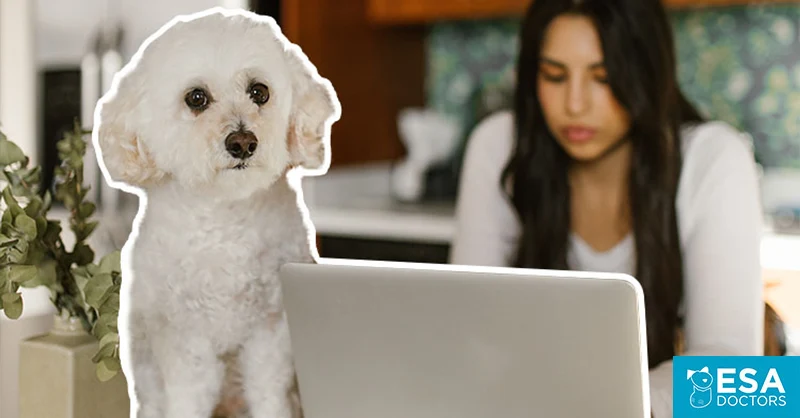ESADoctors.com Emotional Support Dog registration - ESA Doctors