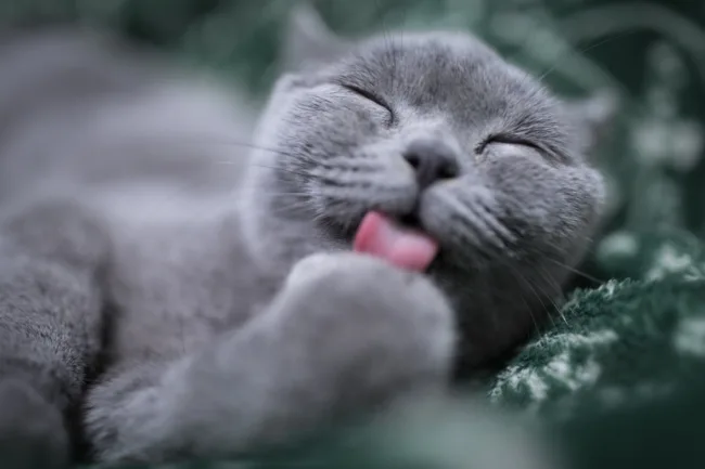 Emotional support cat licking their paw