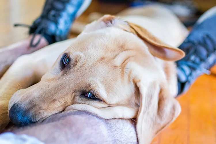 ESA dog on legs of owner - ESA Doctor