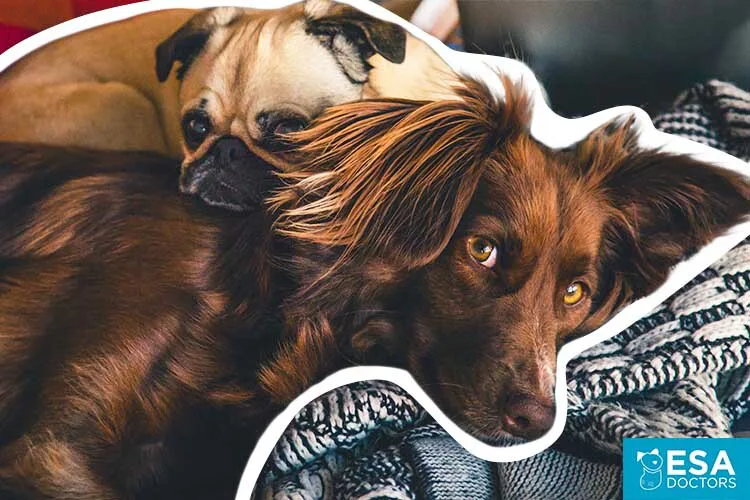 How Many Emotional Support Animals Can You Have?