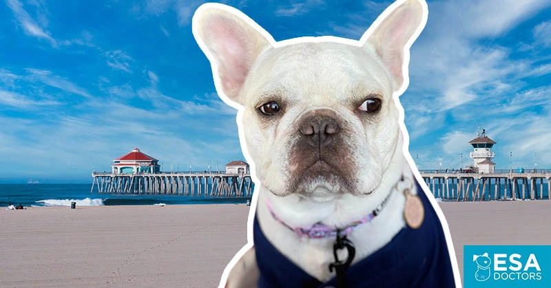 California Emotional Support Animal Laws