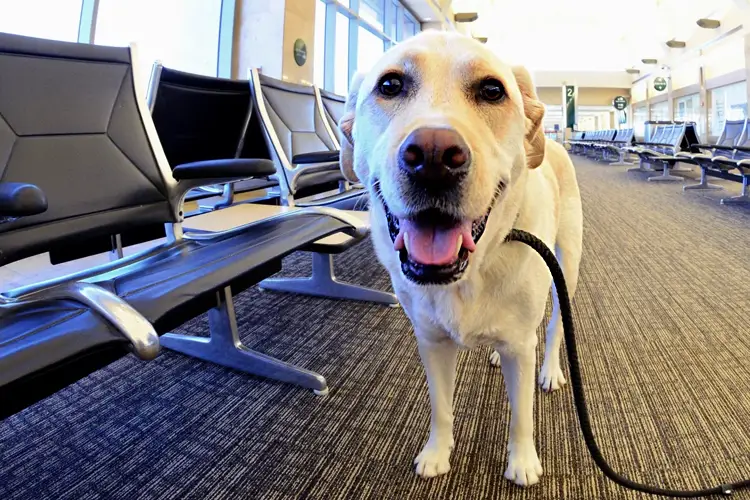 Psychiatric service dog at the airport.