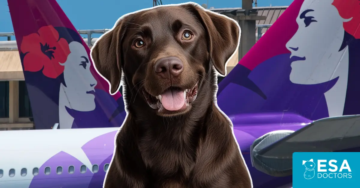 Hawaiian Airlines Pet Policy
