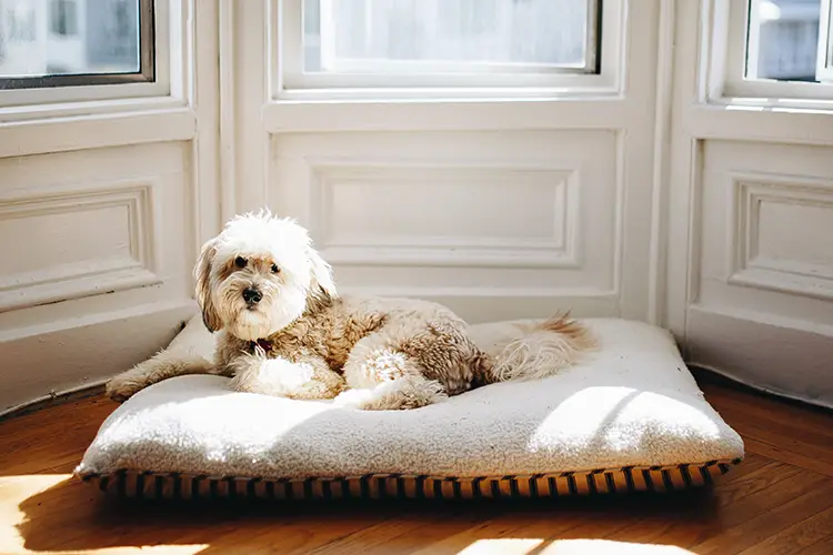 ESA dog at home in a baywindow on a sunny day.