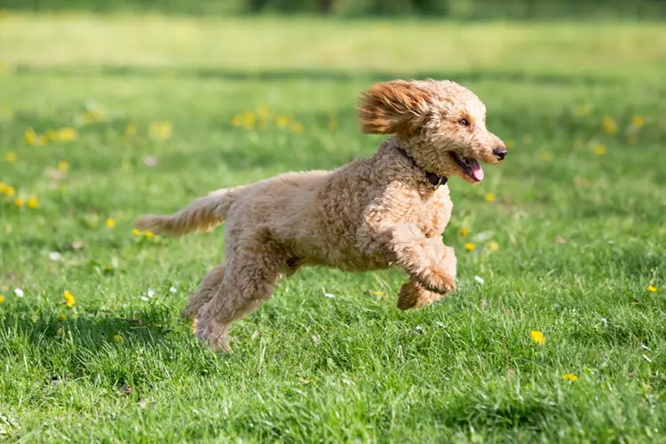 Happy adopted dog running outside in park