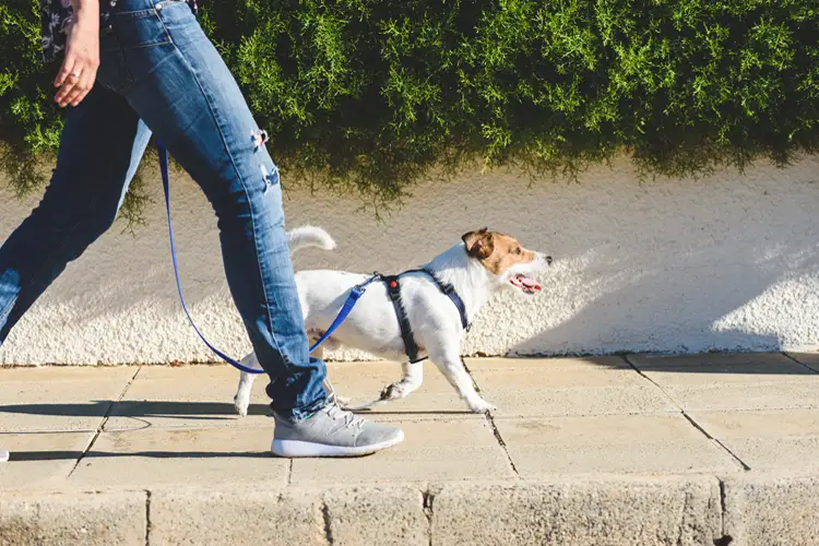 A psychiatric service dog outdoors walking with their owner, fighting depression.