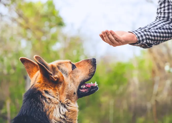 How to Train a Service Dog For Anxiety