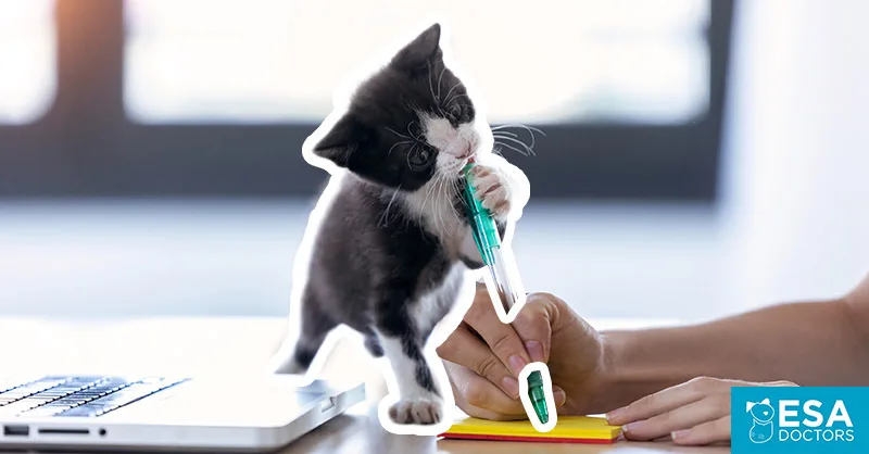 Who Can Write an ESA Letter? - ESA Doctors